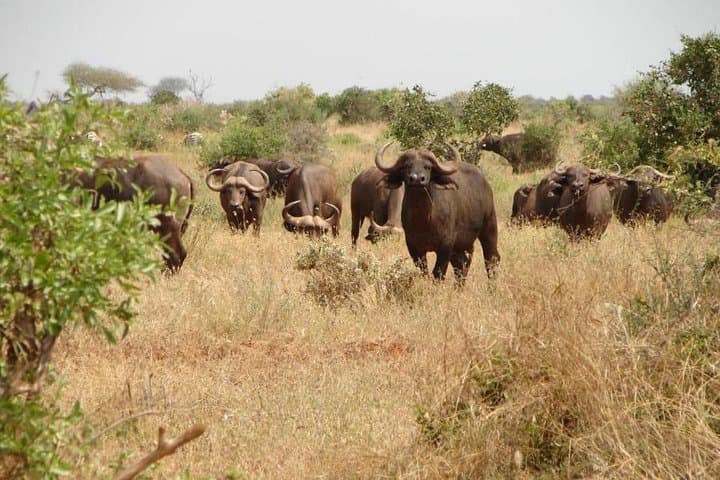 Tsavo East Day Safari from Mombasa — Red Elephants & Big Five Game Drive