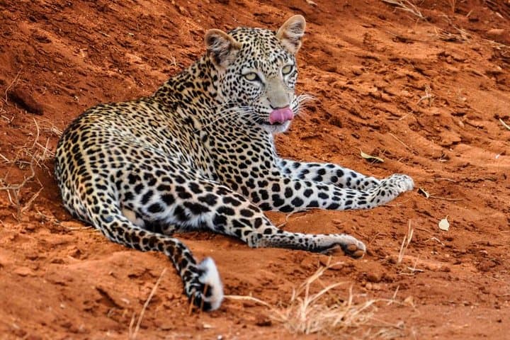 Tsavo East Day Safari from Mombasa — Red Elephants & Big Five Game Drive photo 2