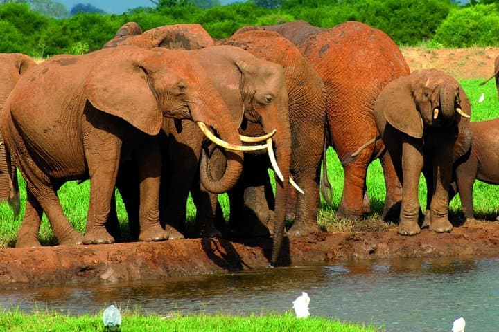 Tsavo East Day Safari from Mombasa — Red Elephants & Big Five Game Drive photo 4