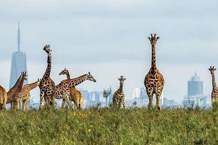 Full-Day Nairobi Wildlife Circuit: National Park, Elephant Orphanage & Giraffe Center photo 2
