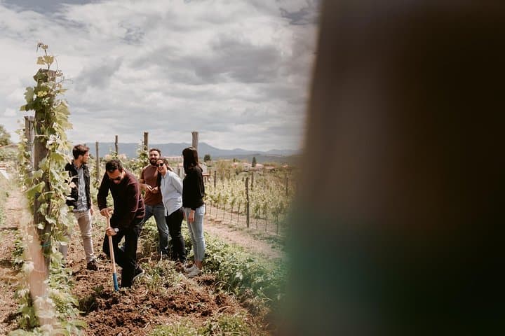 Vipava Valley Wine Tour from Ljubljana: Vineyard Walks & Family Tastings photo 3