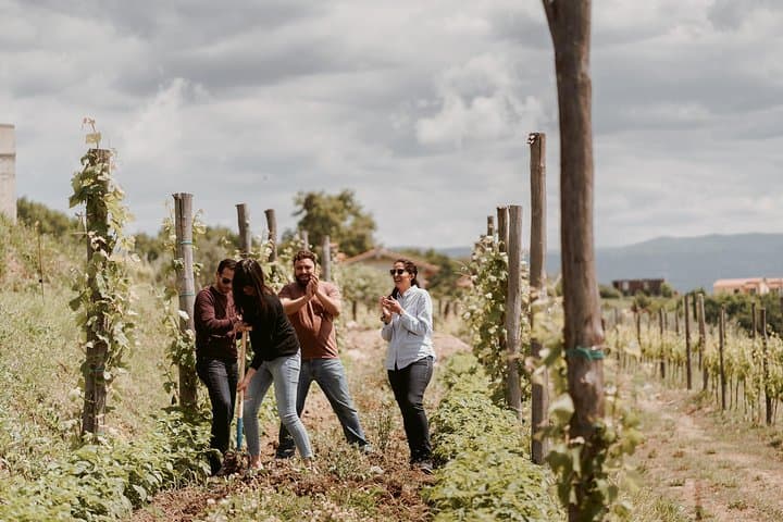 Vipava Valley Wine Tour from Ljubljana: Vineyard Walks & Family Tastings photo 4