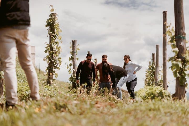 Vipava Valley Wine Tour from Ljubljana: Vineyard Walks & Family Tastings photo 5