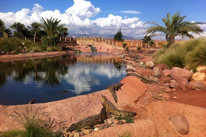 Inside Crocoparc Agadir: Explore 300 Nile Crocodiles, Giant Tortoises & Lush Gardens photo 4