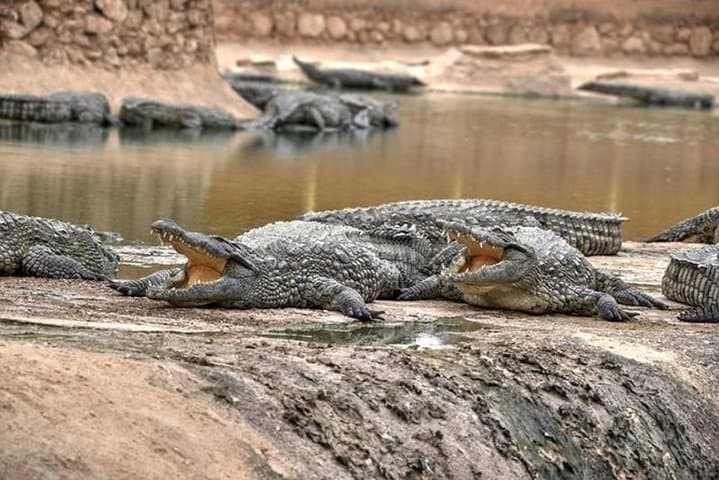 Inside Crocoparc Agadir: Explore 300 Nile Crocodiles, Giant Tortoises & Lush Gardens photo 5