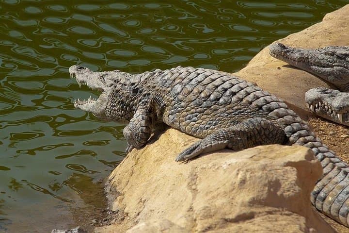 Inside Crocoparc Agadir: Explore 300 Nile Crocodiles, Giant Tortoises & Lush Gardens photo 6