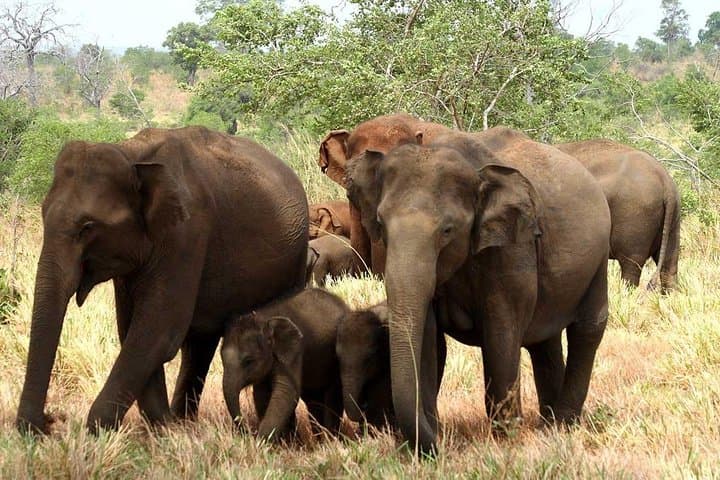 Udawalawe National Park Safari from Hambantota: Guaranteed Elephant Sightings photo 5