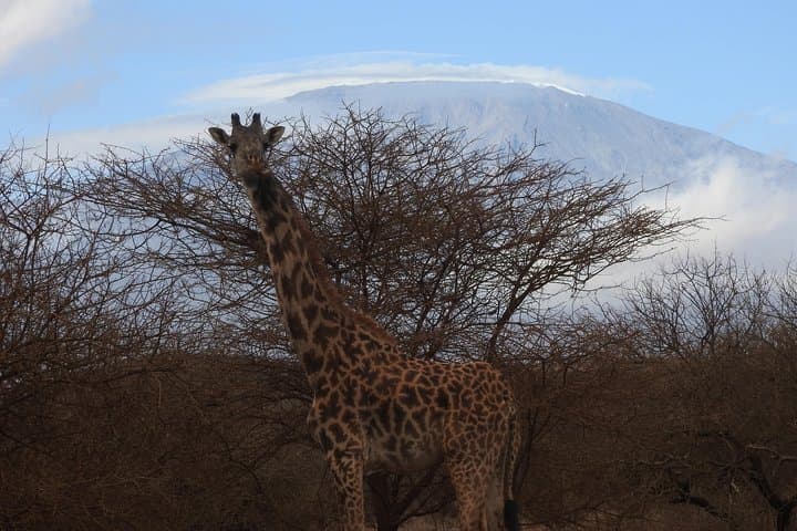 2-Day Amboseli Safari: Kilimanjaro Views & Big Game Encounters