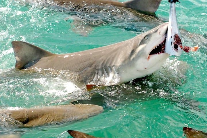 Key West Shark and Wildlife Catamaran Tour — Safe, Up‑Close Shark Viewing