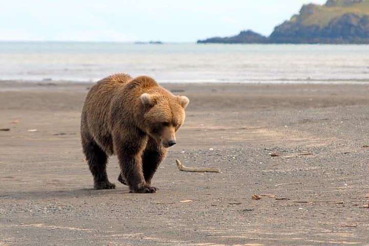 Alaska Bear-Viewing Day Trip from Homer — Bush Plane to Katmai’s Coastal Brown Bears photo 3