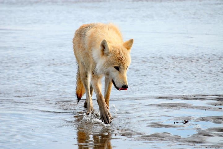 Alaska Bear-Viewing Day Trip from Homer — Bush Plane to Katmai’s Coastal Brown Bears photo 4