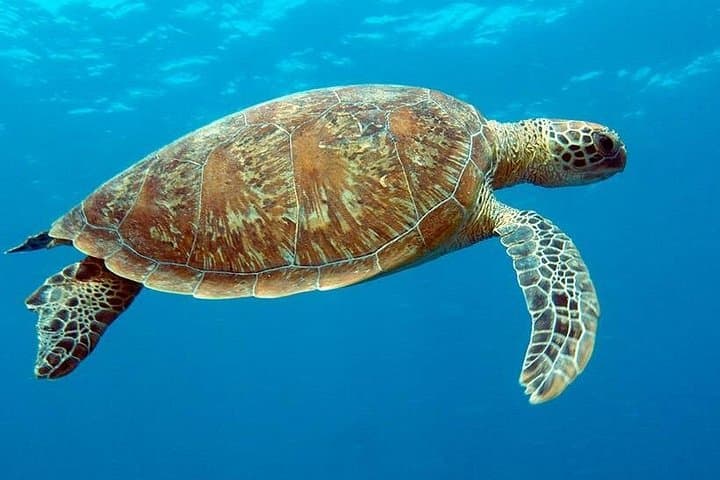 Cairns to Port Douglas 7-Day All-Inclusive Reef and Rainforest Tour photo 4