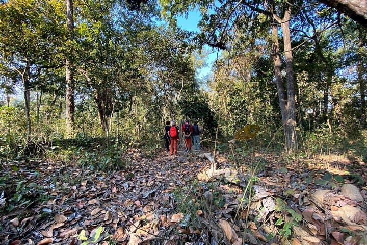 2-Hour Guided Nature Walk in Chitwan National Park (Sauraha) photo 4