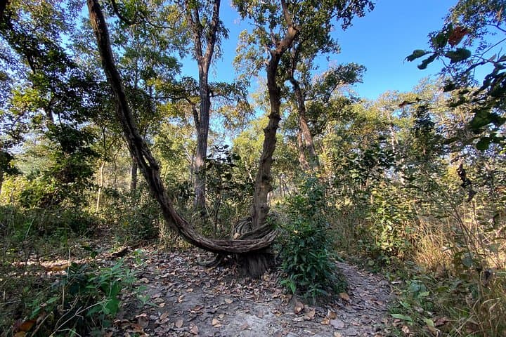 2-Hour Guided Nature Walk in Chitwan National Park (Sauraha) photo 6