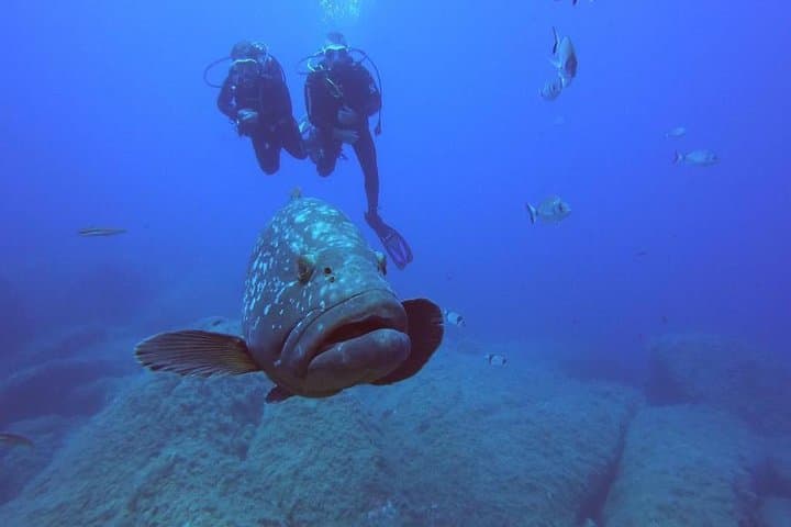 Scuba diving La Maddalena & Lavezzi: certified dives in Sardinia's marine park