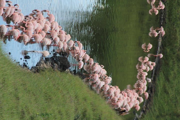 Arusha National Park Day Tour — Mount Meru, Momella Lakes & Wildlife Drive photo 6
