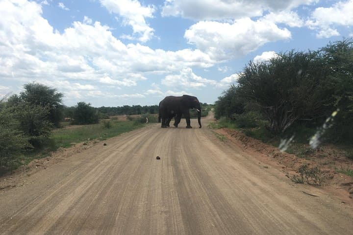 Pilanesberg Safari Day Tour: Big Five Game Drive from Sun City photo 1