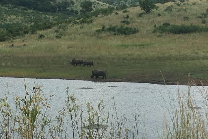 Pilanesberg Safari Day Tour: Big Five Game Drive from Sun City photo 3