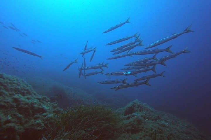 Scuba diving La Maddalena & Lavezzi: certified dives in Sardinia's marine park photo 3
