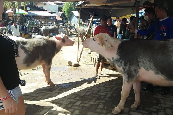 7-Day Toraja & Bugis Cultural Tour: Tana Toraja to Bira photo 3
