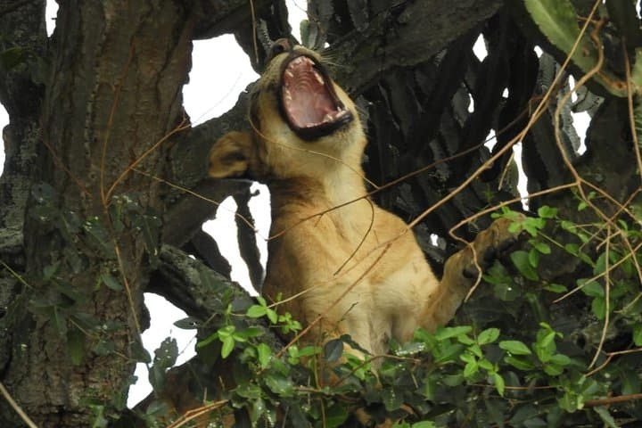 Rwanda-to-Serengeti-Gorillas-and-Migration-Overland-Safari