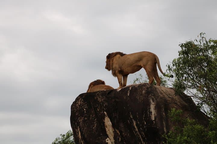 Rwanda-to-Serengeti-Gorillas-and-Migration-Overland-Safari photo 2