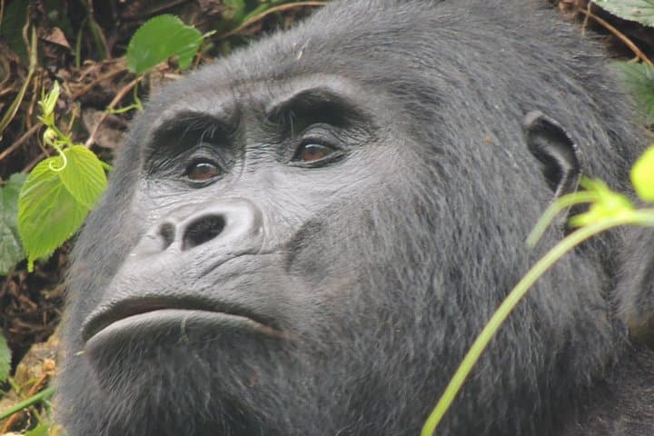 Rwanda-to-Serengeti-Gorillas-and-Migration-Overland-Safari photo 3