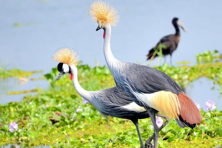 Rwanda-to-Serengeti-Gorillas-and-Migration-Overland-Safari photo 6