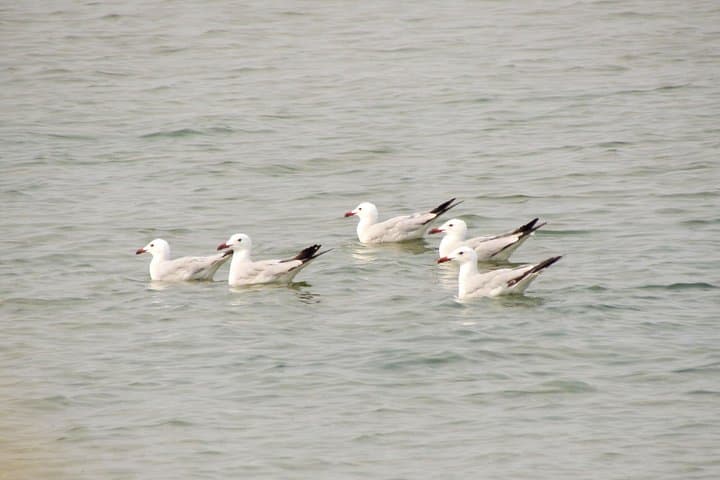 Birdwatching at Ria de Alvor: Guided Wetland Walk in the Algarve photo 3