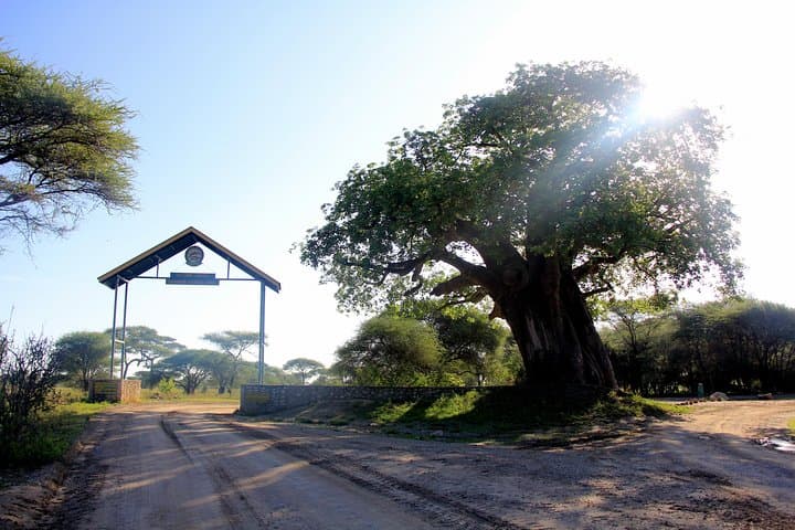 Tarangire National Park Safari: Baobabs, Elephants & Birdwatching photo 2