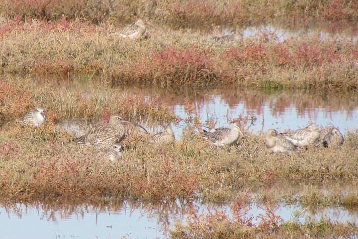 Birdwatching at Ria de Alvor: Guided Wetland Walk in the Algarve photo 4