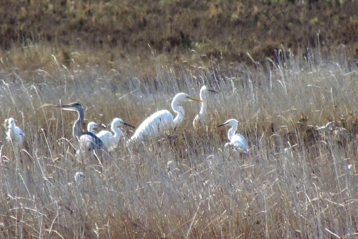 Birdwatching at Ria de Alvor: Guided Wetland Walk in the Algarve photo 5