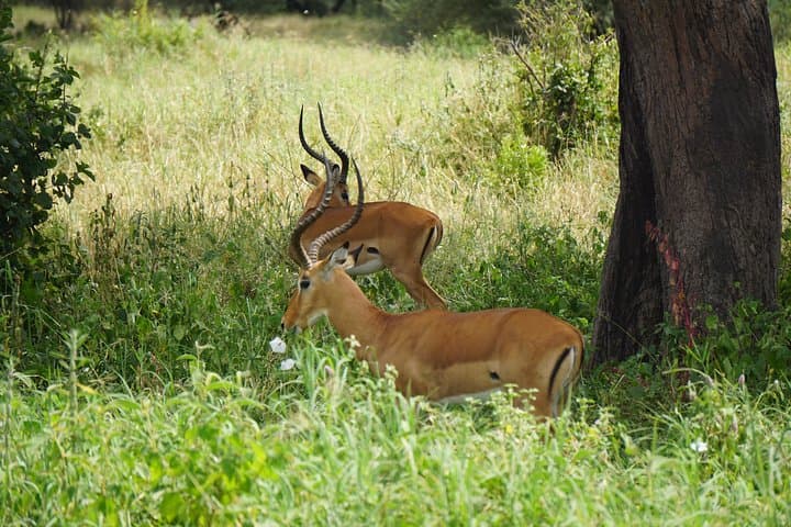 Tarangire National Park Safari: Baobabs, Elephants & Birdwatching photo 3