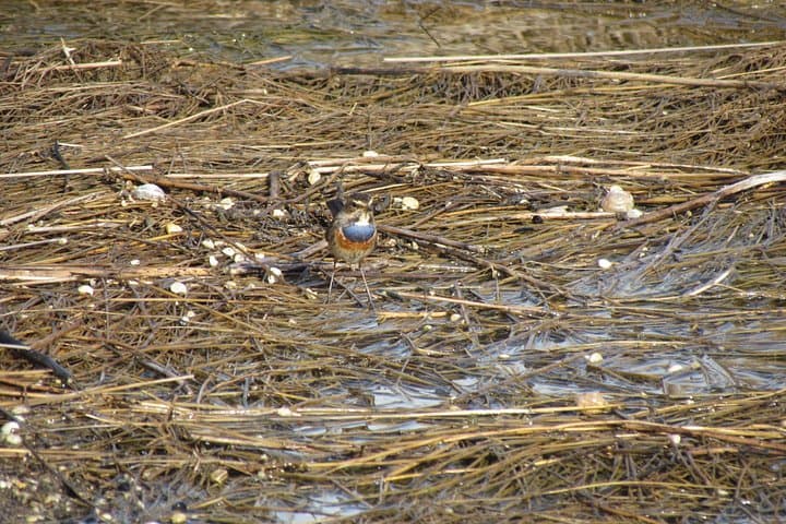 Birdwatching at Ria de Alvor: Guided Wetland Walk in the Algarve photo 6