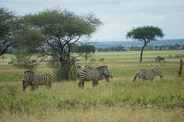Tarangire National Park Safari: Baobabs, Elephants & Birdwatching photo 4
