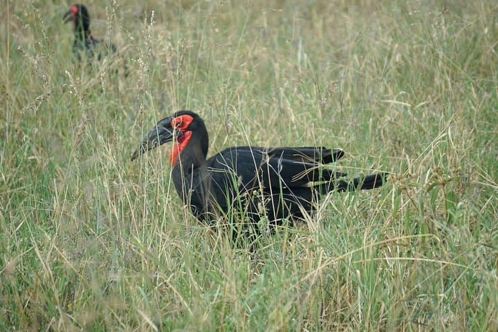 Tarangire National Park Safari: Baobabs, Elephants & Birdwatching photo 5