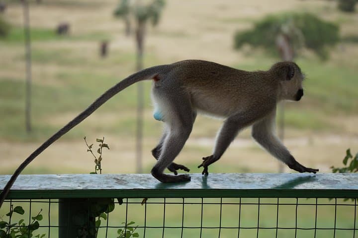 Tarangire National Park Safari: Baobabs, Elephants & Birdwatching photo 6