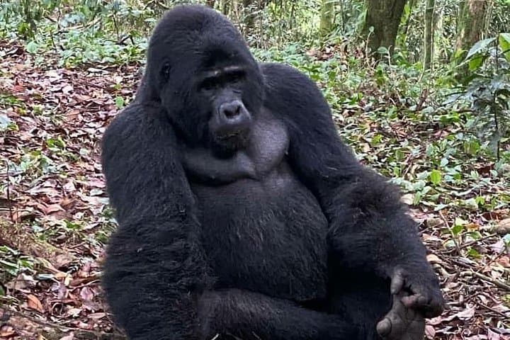 One-Day Gorilla Trek: Kigali to Bwindi or Mgahinga — Day-Trip Guide
