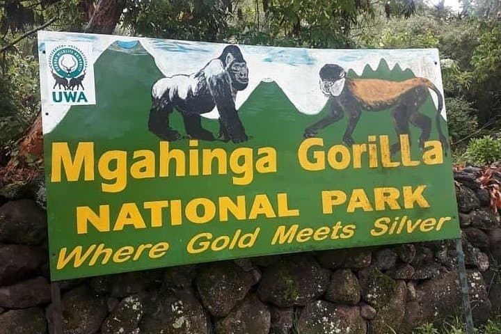 One-Day Gorilla Trek: Kigali to Bwindi or Mgahinga — Day-Trip Guide photo 4