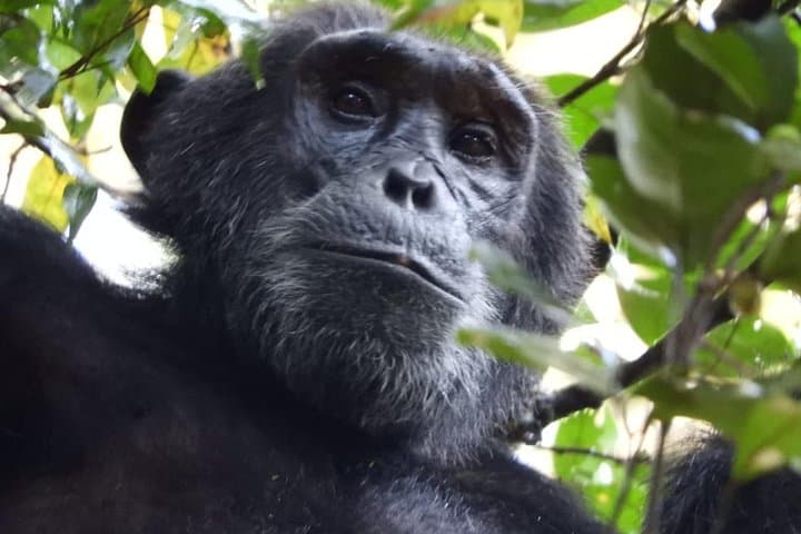 Classic 8-Day Uganda Primate Safari: Gorillas, Chimpanzees & Kazinga Cruise