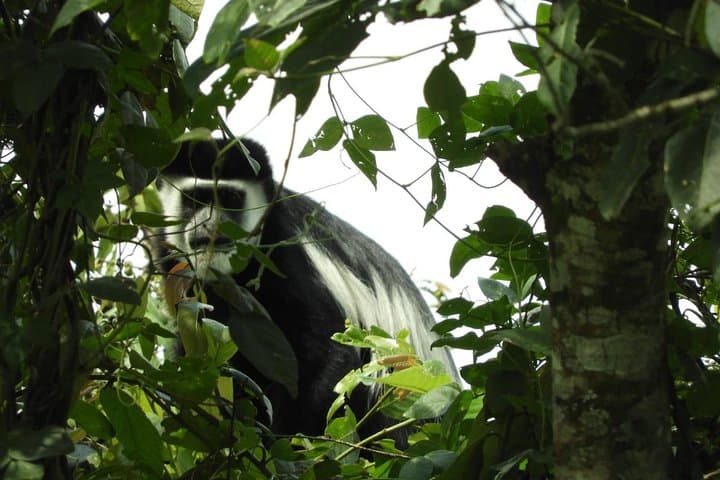 Classic 8-Day Uganda Primate Safari: Gorillas, Chimpanzees & Kazinga Cruise photo 2