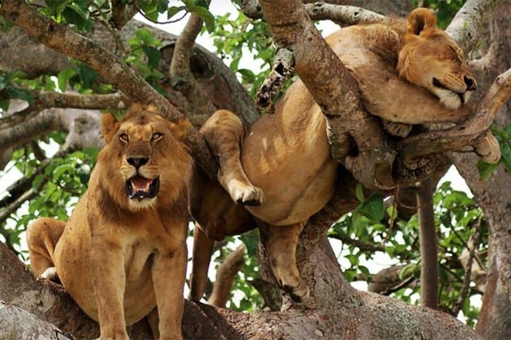 Classic 8-Day Uganda Primate Safari: Gorillas, Chimpanzees & Kazinga Cruise photo 5