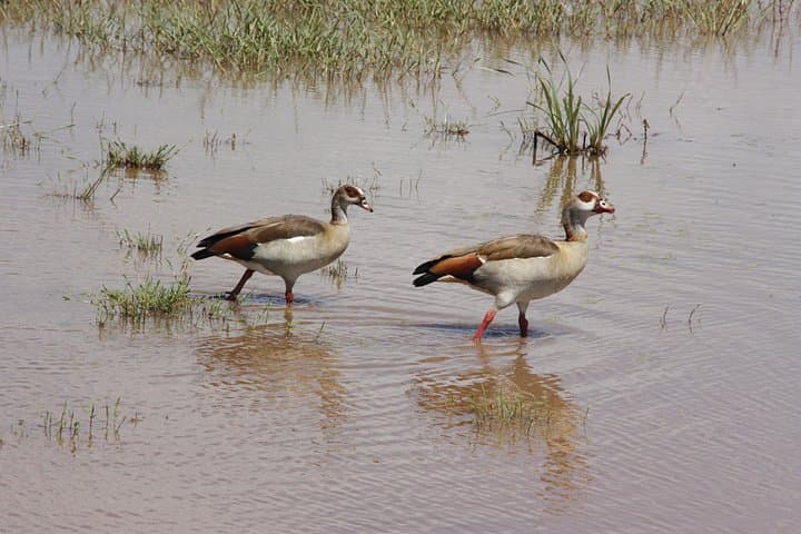 Lake Manyara National Park: Day Safari from Arusha — Tree-Climbing Lions & Rift Valley Views photo 3