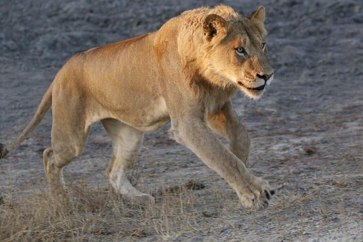 Dinokeng Game Reserve Safari: 3-Day Private Big Five Lodge Escape from Johannesburg