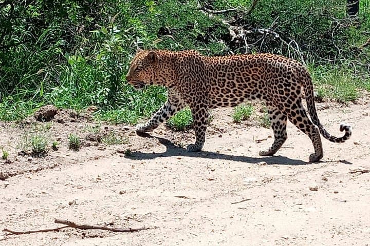 3-Day Kruger National Park Explorer — Panorama Route & Big Five Safari