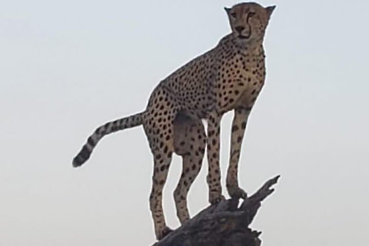 3-Day Kruger National Park Explorer — Panorama Route & Big Five Safari photo 2