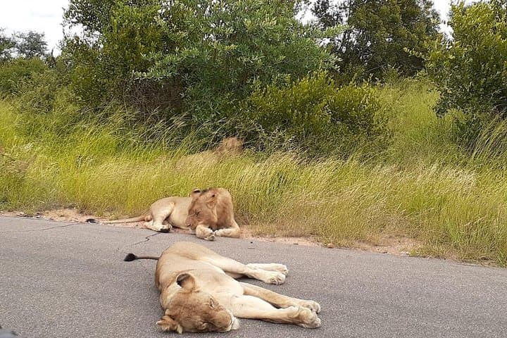 3-Day Kruger National Park Explorer — Panorama Route & Big Five Safari photo 3