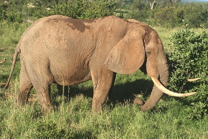 3-Day Kruger National Park Explorer — Panorama Route & Big Five Safari photo 4