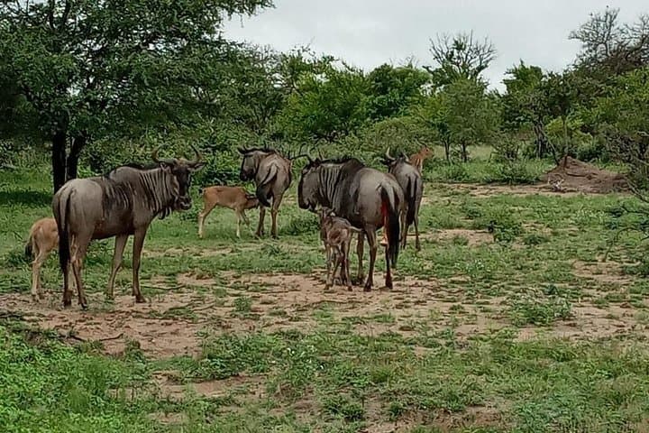3-Day Kruger National Park Explorer — Panorama Route & Big Five Safari photo 5