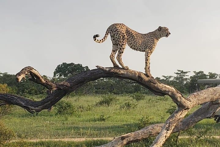 3-Day Kruger National Park Explorer — Panorama Route & Big Five Safari photo 6